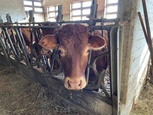 Con la guerra in Ucraina scarseggiano i mangimi per animali, l'appello delle Regioni: "Soluzioni o si rischia l'abbattimento dei capi" Con la guerra in Ucraina scarseggiano i mangimi per animali, l'appello delle Regioni: "Soluzioni o si rischia l'abbattimento dei capi"