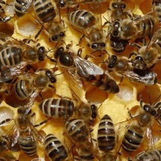 Europa Verde Liguria: &quot;A sostegno delle api insieme a Slow Food&quot;