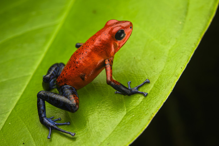 Al Museo di Storia Naturale un viaggio nel mondo degli anfibi