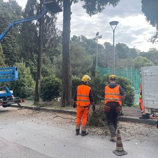 Otto lecci abbattuti a Brignole e in piazza Della Vittoria: “Compromessi dal caldo estremo, saranno sostituiti in autunno”