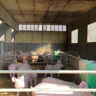 Peste suina, viaggio nell'allevamento Limassola di Rossiglione: "Viviamo nell'incertezza, colpita una fetta del nostro mercato" (FOTO e VIDEO)