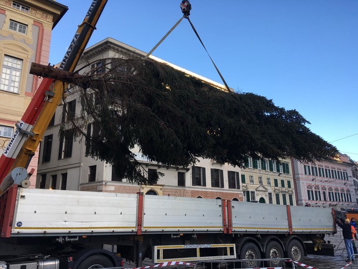 Il Natale in piazza De Ferrari con l'albero del Parco naturale dell'Aveto