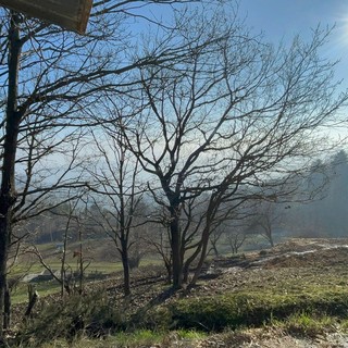 Peste suina, Confagricoltura Liguria: "Bene gli aiuti al comparto, ora pensare all'outdoor"