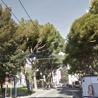 Anche ‘Linea Condivisa’ si schiera a difesa dei pini di viale Thaon di Revel: “Fermiamo l’abbattimento previsto questa sera” Anche ‘Linea Condivisa’ si schiera a difesa dei pini di viale Thaon di Revel: “Fermiamo l’abbattimento previsto questa sera”