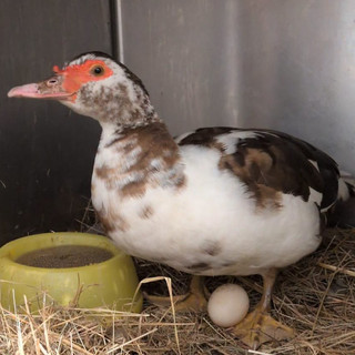 Anatra domestica recuperata a Campi, è caccia al proprietario