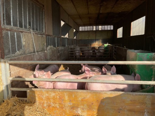 Peste suina, lunedì a Rossiglione la manifestazione della Cia