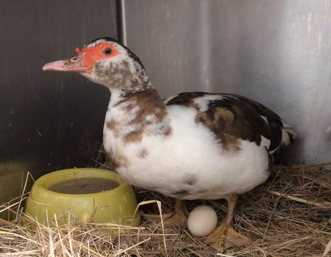 Anatra domestica recuperata a Campi, è caccia al proprietario Anatra domestica recuperata a Campi, è caccia al proprietario