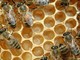 L'ape ligure allevata in Australia minacciata di distruzione per gli incendi a Kangaroo Island