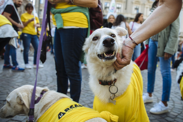 Arcaplanet dona un milione di euro pari a 285 tonnellate di cibo a cani e gatti in difficoltà Arcaplanet dona un milione di euro pari a 285 tonnellate di cibo a cani e gatti in difficoltà
