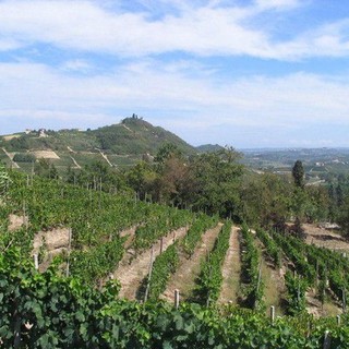 Asti Spumante e Moscato d’Asti docg: la vendemmia inizia dal primo settembre. "Uve sane e di qualità"