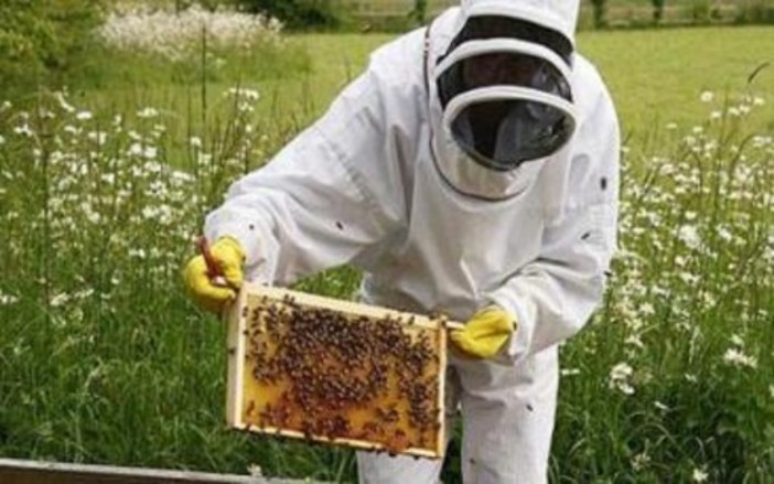 Via al bando da 35 mila euro a favore dell'apicoltura