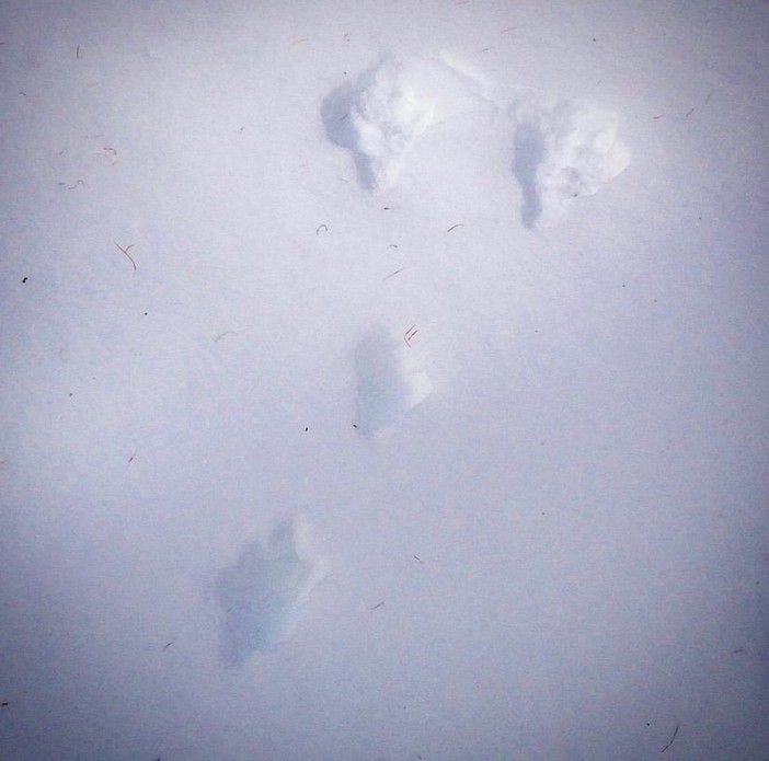 A caccia di tracce sui sentieri del Beigua Geopark A caccia di tracce sui sentieri del Beigua Geopark