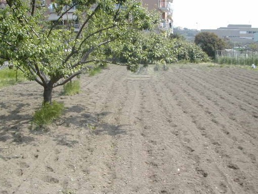 Coldiretti: &quot;Lavorare in agricoltura è 'anticovid', lo dicono i dati dell'Inail&quot;