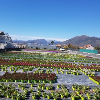 Coldiretti reagisce al Coronavirus: "Vogliamo continuare a esportare la bellezza dei fiori liguri nel mondo"