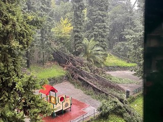 L'albero caduto a Villa Rossi (Foto Massimo Romeo)