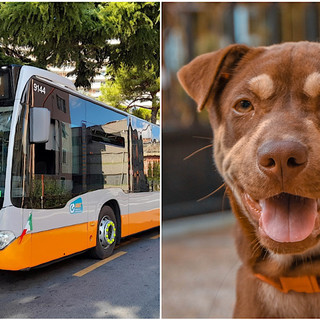 Animali d’affezione gratis sui mezzi Amt anche per tutto il 2024