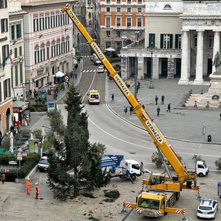 Genova, è arrivato l'albero di Natale in piazza De Ferrari, Toti: &quot;Faremo un evento in stile 'newyorkese'