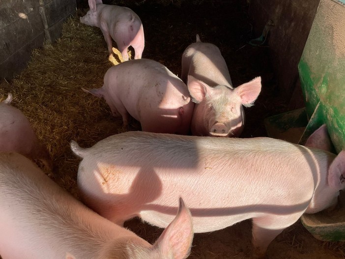 Peste suina, Pastorino: "Occorre ripresa graduale e in sicurezza delle attività economiche, turistiche e ludiche"