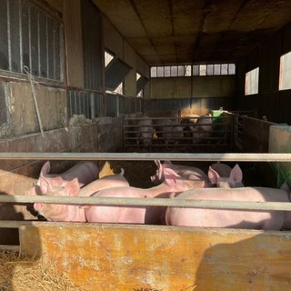 Peste suina, lunedì a Rossiglione la manifestazione della Cia