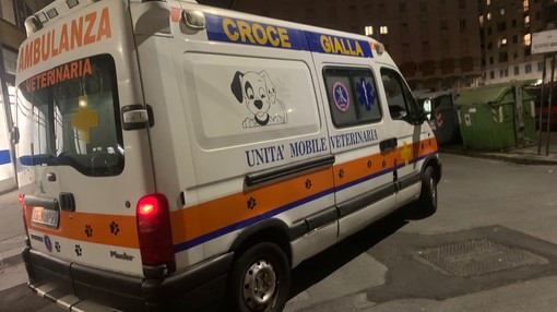 Corso Montegrappa, cinghiale si avventa contro un pitbull, cane trasportato al centro veterinario Corso Montegrappa, cinghiale si avventa contro un pitbull, cane trasportato al centro veterinario