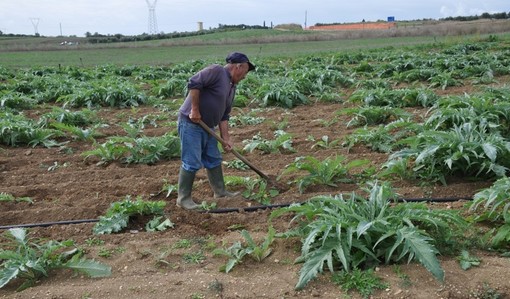 Covid-19, sui buoni spesa del Governo un ulteriore sconto dagli agricoltori Cia