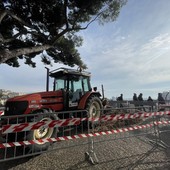 Spianata Castelletto, una croce al posto del pino tagliato: &quot;È una strage di alberi in città&quot;