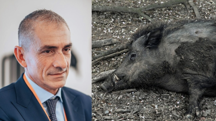 Peste suina, oggi inizia la posa delle reti