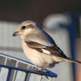 Foto Facebook Cristina - Cridart