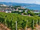 http://www.agriligurianet.it/it/impresa/sostegno-economico/contributi-per-la-viticoltura/publiccompetition/484-ocm-vino-bando-per-la-presentazione-di-domande-per-investimenti-in-cantina-per-la-campagna-2021-2022.html
