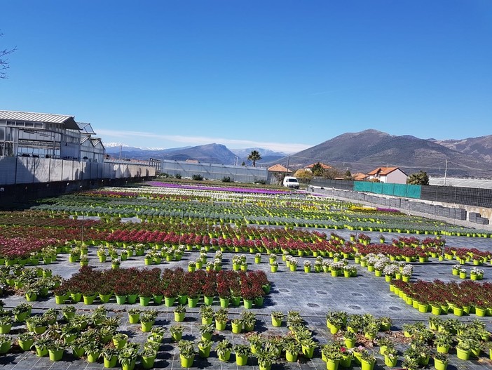 Coldiretti reagisce al Coronavirus: "Vogliamo continuare a esportare la bellezza dei fiori liguri nel mondo"