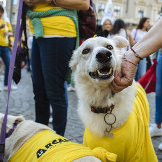 Arcaplanet dona un milione di euro pari a 285 tonnellate di cibo a cani e gatti in difficoltà