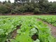Agricoltura, riconosciuto il carattere di eccezionalità delle piogge del 2020
