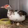 Anatra domestica recuperata a Campi, è caccia al proprietario Anatra domestica recuperata a Campi, è caccia al proprietario
