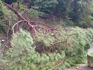 L'albero caduto in via Tortona L'albero caduto in via Tortona