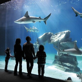 Acquario di Genova come il Museo Egizio vittima dei social, pioggia di commenti negativi per l'obbligo di ingresso con Green Pass