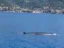 Spettacolo nel cuore del Santuario dei Cetacei: avvistate quattro balenottere al largo di Capolungo - Video