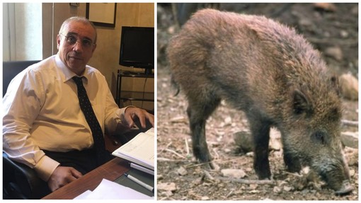 Peste suina, il senatore Bruzzone (Lega) tende la mano agli ambientalisti: "Creiamo insieme il piano abbattimenti" Peste suina, il senatore Bruzzone (Lega) tende la mano agli ambientalisti: "Creiamo insieme il piano abbattimenti"