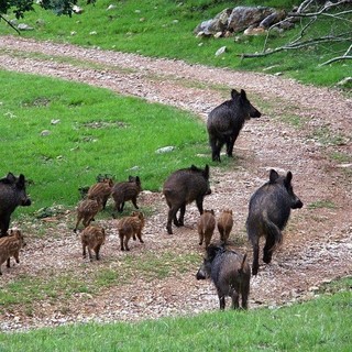 Danni da animali: gli investimenti della Regione Liguria nel Psr 2014-2020
