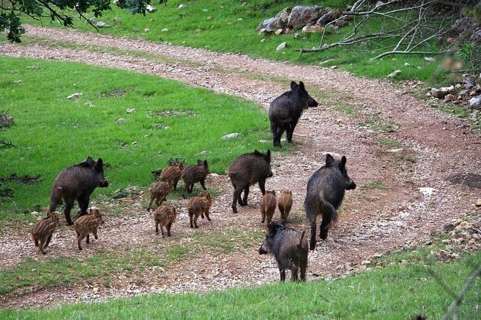 Danni da animali: gli investimenti della Regione Liguria nel Psr 2014-2020