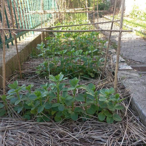 Agrobiodiversità e colture tradizionali, collaborazione tra Orto Botanico di Genova e Terre dei Bravin – Oasi affiliata WWF
