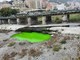 A Marassi il Bisagno si colora di verde, cittadini preoccupati, ma è un colorante non inquinante A Marassi il Bisagno si colora di verde, cittadini preoccupati, ma è un colorante non inquinante