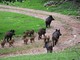 Danni da animali: gli investimenti della Regione Liguria nel Psr 2014-2020 Danni da animali: gli investimenti della Regione Liguria nel Psr 2014-2020