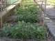 Agrobiodiversità e colture tradizionali, collaborazione tra Orto Botanico di Genova e Terre dei Bravin – Oasi affiliata WWF