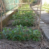 Agrobiodiversità e colture tradizionali, collaborazione tra Orto Botanico di Genova e Terre dei Bravin – Oasi affiliata WWF