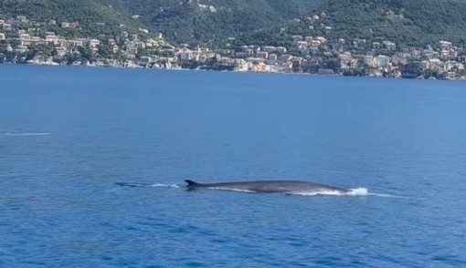 Spettacolo nel cuore del Santuario dei Cetacei: avvistate quattro balenottere al largo di Capolungo - Video Spettacolo nel cuore del Santuario dei Cetacei: avvistate quattro balenottere al largo di Capolungo - Video