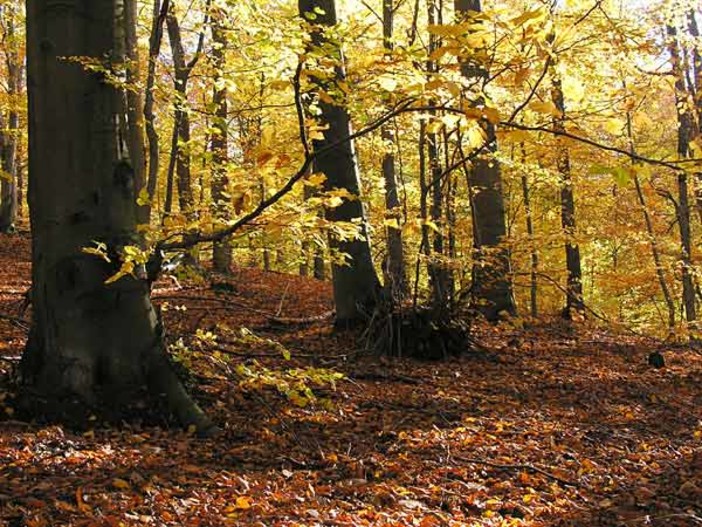 immagine di repertorio