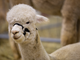 Petsfestival 2023 presenta l’international Llama &amp; Alpaca Show
