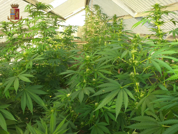 Marijuana tra gli ortaggi: zio e nipote ai domiciliari per 28 piante di cannabis