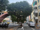 Recco, la canfora di Piazza Matteotti sarà sostituita Recco, la canfora di Piazza Matteotti sarà sostituita