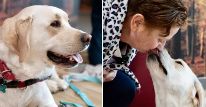 Premio Fedeltà del cane, il “Primus inter pares” a Joy: con la sua insistenza ha portato Barbara a scoprire un tumore al pancreas Premio Fedeltà del cane, il “Primus inter pares” a Joy: con la sua insistenza ha portato Barbara a scoprire un tumore al pancreas